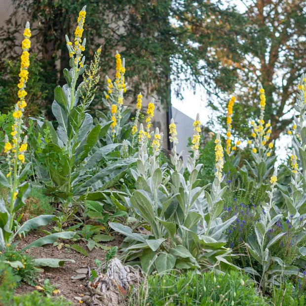 2000 Seeds - Common Mullein Seeds - Aaron's Rod Flannel Torchweed Seeds for Planting Verbascum thapsus or The Great Mullein Greater Mullein - A Unique Plant for Garden - The Rike The Rike