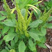 1000 Seeds - Green Amaranth Seeds - Rau Den Xanh Yin Choi Edible Seeds Callaloo Thotakura Seeds for Planting Chinese Spinach Surinam Purslane - Lal Shak - Redroot Amaranth Jamaican Callaloo - The Rike