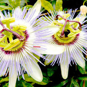 60 Seeds - Lac Tien Seeds (Passiflora Seeds) or Passionflower / Wild Maracuja / Passiflora Foeti Seeds for Planting - Chum Bao Nhan Long / Stinking Passionflower Seeds - The Rike
