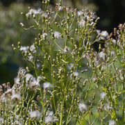 1000 Seeds - Horseweed Seeds (Erigeron Canadensis) for Planting Conyza Canadensis, Canadian Horseweed, or Canadian Fleabane Seeds | Non-GMO Coltstail/Marestail/Butterweed Seeds The Rike