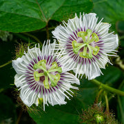 60 Seeds - Lac Tien Seeds (Passiflora Seeds) or Passionflower / Wild Maracuja / Passiflora Foeti Seeds for Planting - Chum Bao Nhan Long / Stinking Passionflower Seeds - The Rike The Rike