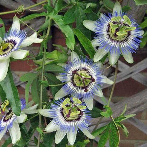 60 Seeds - Lac Tien Seeds (Passiflora Seeds) or Passionflower / Wild Maracuja / Passiflora Foeti Seeds for Planting - Chum Bao Nhan Long / Stinking Passionflower Seeds - The Rike