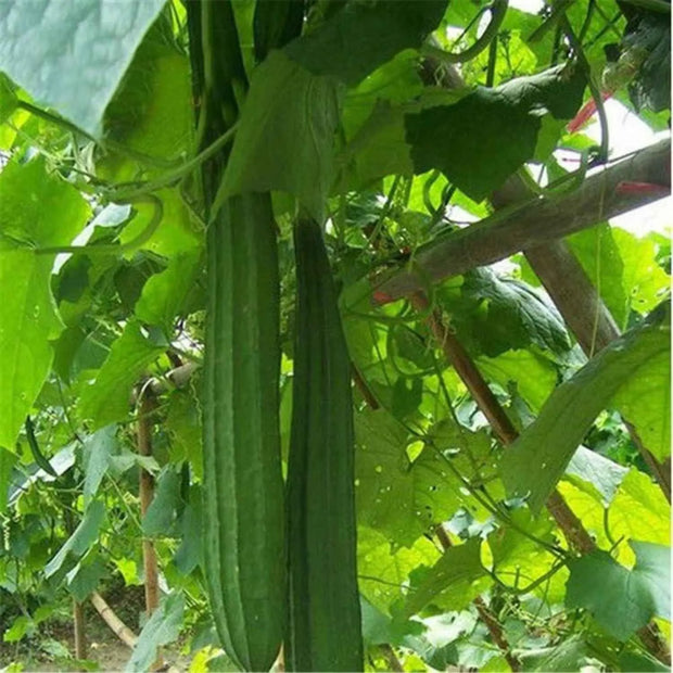 100 Seeds - Luffa Seeds | Sponge Gourd (Ghosaval A.k.a Lufa) Seeds | Non-GMO & Heirloom Loofa Seeds for Planting Chinese Okra Or Loofah - The Rike The Rike
