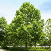 20 Seeds American Sycamore Tree Seeds for Planting Platanus occidentalis Merican planetree Western Plane Occidental Plane Buttonwood Beech Seeds The Rike