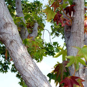 40 Seeds American Sweetgum Tree Seeds for Planting Sweet Gum Tree Seeds Liquidambar styraciflua American Storax Hazel Pine Bilsted redgum Satin-Walnut Star-leaved Gum alligatorwood sweetgum Seeds