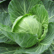 3000 Seeds White Cabbage Seeds Early Flat Dutch Cabbage Seeds - Early Golden Acre Cabbage Seeds Heirloom Non-GMO Vegetable Seeds
