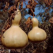 20 Seeds - Giant Calabash Bottle Gourd Seeds for Planting | Rare Birdhouse Gourd | Craft Calabash Asian Buddha Squash | Wine Bottle Gourd Squash Vegetable Seeds - The Rike