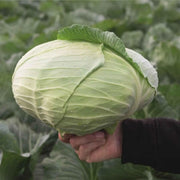3000 Seeds White Cabbage Seeds Early Flat Dutch Cabbage Seeds - Early Golden Acre Cabbage Seeds Heirloom Non-GMO Vegetable Seeds