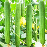 40 Seeds - Luffa Seeds | Sponge Gourd (Ghosaval A.k.a Lufa) Seeds | Non-GMO & Heirloom Loofa Seeds for Planting Chinese Okra Or Loofah - The Rike