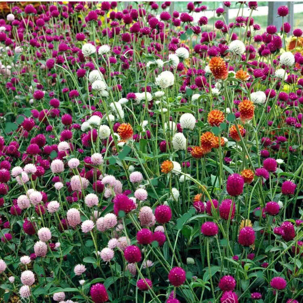 1200 Seeds Mixed Color Globe Amaranth Flower Seeds for Planting Gomphrena Globosa Plant Seeds Cuc Bach Nhat The Rike