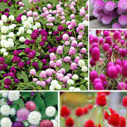 1200 Seeds Mixed Color Globe Amaranth Flower Seeds for Planting Gomphrena Globosa Plant Seeds Cuc Bach Nhat The Rike