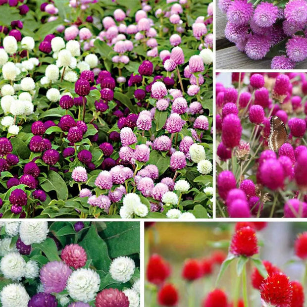 1200 Seeds Mixed Color Globe Amaranth Flower Seeds for Planting Gomphrena Globosa Plant Seeds Cuc Bach Nhat