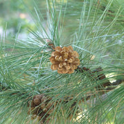 20 Seeds - Eastern White Pine Tree Seeds - Soft Pine, Tree of Peace Seeds - Pinus Strobus or Weymouth Pine Seeds for Planting Eastern Pine Cone & Eastern White Conelet Tree - The Rike The Rike