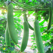 40 Seeds - Luffa Seeds | Sponge Gourd (Ghosaval A.k.a Lufa) Seeds | Non-GMO & Heirloom Loofa Seeds for Planting Chinese Okra Or Loofah - The Rike The Rike