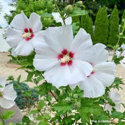 150 White Hibiscus Flower Seeds Rose of Sharon Flower Seeds Syriacus Hibiscus Tree Bush Flower Seeds Hibiscus, Rose Mallow, Shrub Althea, Rose Althea, St Joseph’s Rod Aphrodite Heirloom Seeds