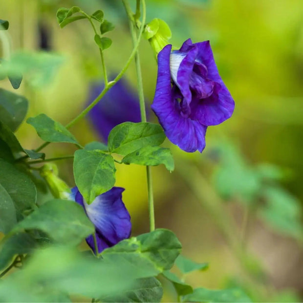 100 Seeds - Butterfly Pea Flower Seeds | Local USA, Blue Butterfly Pea Vine Seeds | Non-GMO (Clitoria Ternatea) Asian Pigeonwings Seeds/Tropical Vine Plant Seeds | Edible Flower Seeds The Rike