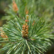 20 Seeds - Eastern White Pine Tree Seeds - Soft Pine, Tree of Peace Seeds - Pinus Strobus or Weymouth Pine Seeds for Planting Eastern Pine Cone & Eastern White Conelet Tree - The Rike The Rike