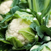 1000 Seeds Cauliflower Cabbage Seeds Snowball Y Improved for Planting Hat CAI sup lo Trang Brassica oleracea Brassicaceae Non-GMO Heirloom Cauliflower Sprouting Microgreen Vegetable Seeds The Rike