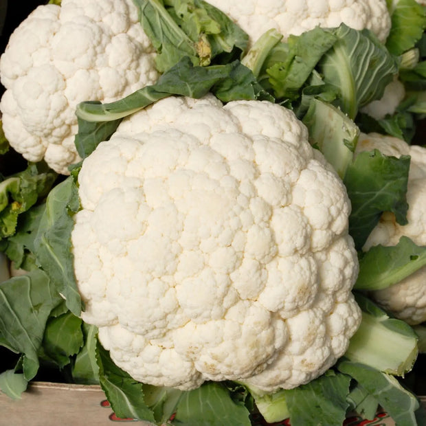 1000 Seeds Cauliflower Cabbage Seeds Snowball Y Improved for Planting Hat CAI sup lo Trang Brassica oleracea Brassicaceae Non-GMO Heirloom Cauliflower Sprouting Microgreen Vegetable Seeds The Rike