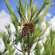 20 Seeds - Eastern White Pine Tree Seeds - Soft Pine, Tree of Peace Seeds - Pinus Strobus or Weymouth Pine Seeds for Planting Eastern Pine Cone & Eastern White Conelet Tree - The Rike