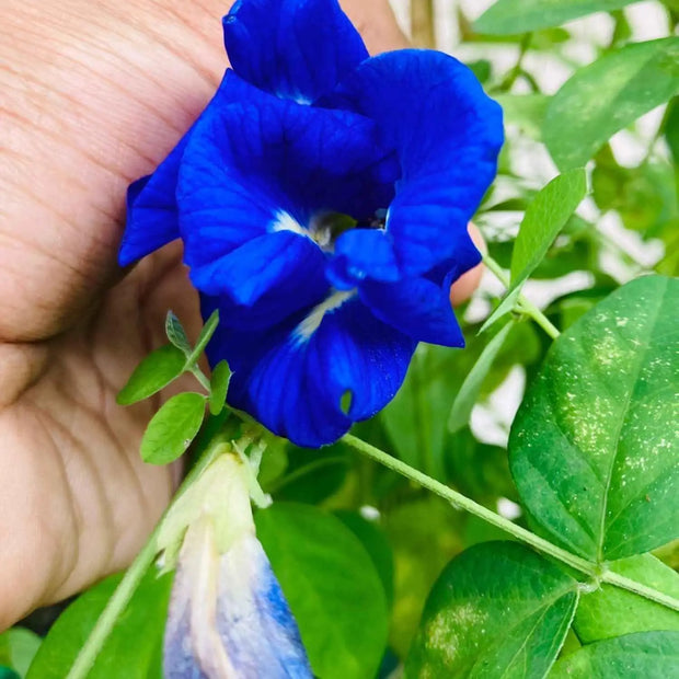 100 Seeds - Butterfly Pea Flower Seeds | Local USA, Blue Butterfly Pea Vine Seeds | Non-GMO (Clitoria Ternatea) Asian Pigeonwings Seeds/Tropical Vine Plant Seeds | Edible Flower Seeds
