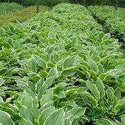 30 Seeds - Siebold's Plantain Lily Seeds | Hosta sieboldiana Siebold's Funkia / Japanese Hosta Seeds | August Lily or Giboshi Elegans Plantain Lily Seeds | Ideal for Home Vegetable Gardens - The Rike The Rike