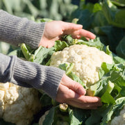 1000 Seeds Cauliflower Cabbage Seeds Snowball Y Improved for Planting Hat CAI sup lo Trang Brassica oleracea Brassicaceae Non-GMO Heirloom Cauliflower Sprouting Microgreen Vegetable Seeds