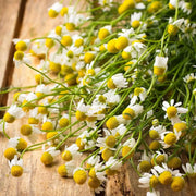 30000 Chamomile Seeds - Non-GMO White Daisy Flower Or German Chamomile Flower Seeds | Chamomile Seeds | Matricaria Chamomilla Scarborough Seeds for Planting Matricaria Recutita Herb Flower