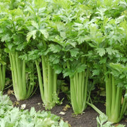 1000 Seeds - Celery Seeds | Apium graveolens or Smallage Wild Celery seeds | Ajwain khurasani / Karinjeerakam / Celeriac Turnip-Rooted Celery Knob Celery Seeds for Outdoor Gardening - The Rike The Rike