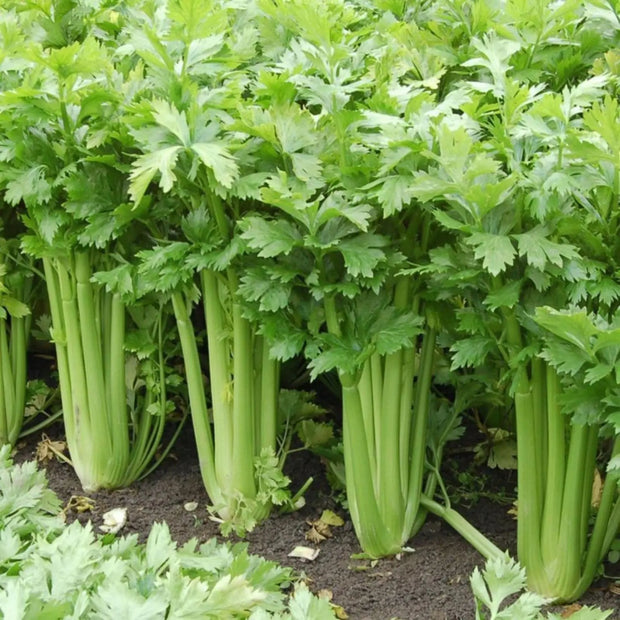 1000 Seeds - Celery Seeds | Apium graveolens or Smallage Wild Celery seeds | Ajwain khurasani / Karinjeerakam / Celeriac Turnip-Rooted Celery Knob Celery Seeds for Outdoor Gardening - The Rike