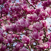 10 Seeds Magnolia Seeds Magnolia Flower Pinkie Magnolia Tree Seeds for Planting Seeds Small envelope ( $2 shipping charge customer