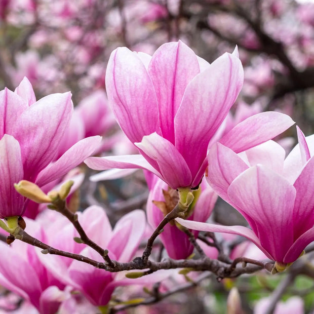 10 Seeds Magnolia Seeds Magnolia Flower Pinkie Magnolia Tree Seeds for Planting Seeds Small envelope ( $2 shipping charge customer