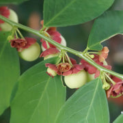 200 Seeds - Katuk Seeds | Star Gooseberry Sweet Leaf Edible-leafed Seeds Or Hat Rau Bo Ngot Sauropus Androgynus Katuk Plant Seeds (Rau Bo Ngot) for growing - The Rike The Rike