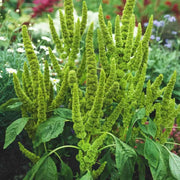 2000 Seeds - Carelessweed (Pigweed) Seeds | Green Amaranth Seeds Or Rau Den | Tender Amaranth Round Leaf Seeds for Planting | Chinese Spinach Grown in Illinois Farm The Rike