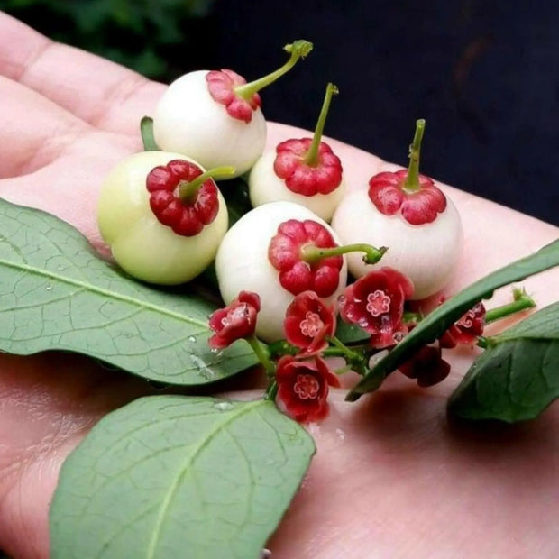 200 Seeds - Katuk Seeds | Star Gooseberry Sweet Leaf Edible-leafed Seeds Or Hat Rau Bo Ngot Sauropus Androgynus Katuk Plant Seeds (Rau Bo Ngot) for growing - The Rike
