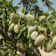 10 Seeds - Raw Almond Tree Seeds - Edible Nutty Almond Kernels Nuts - Almondmeats Seeds (Seeds large package ($4.5 shipping charge customer)4.5 shipping charge customer)