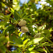 10 Seeds - Raw Almond Tree Seeds - Edible Nutty Almond Kernels Nuts - Almondmeats Almond Pearls for Planting Prunus amygdalus Prunus dulcis - The Rike
