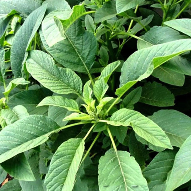 2000 Seeds - Carelessweed (Pigweed) Seeds | Green Amaranth Seeds Or Rau Den | Tender Amaranth Round Leaf Seeds for Planting | Chinese Spinach Grown in Illinois Farm