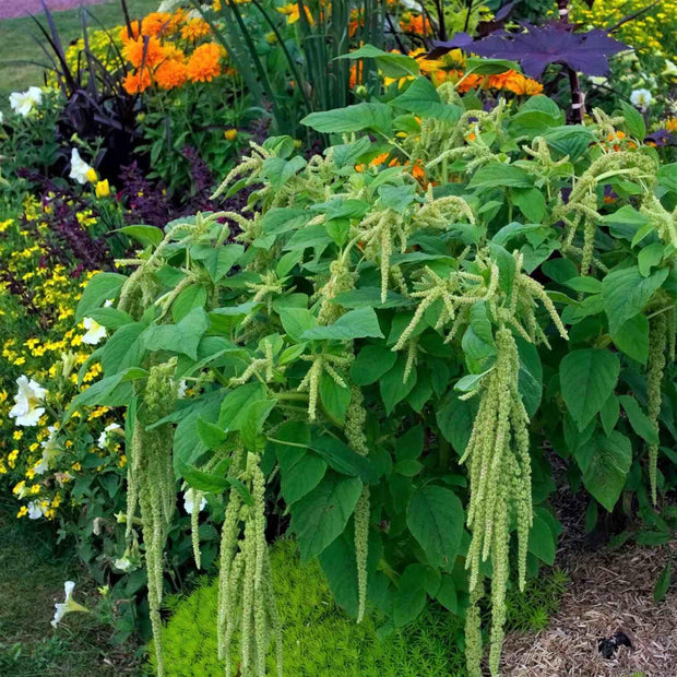 2000 Seeds - Carelessweed (Pigweed) Seeds | Green Amaranth Seeds Or Rau Den | Tender Amaranth Round Leaf Seeds for Planting | Chinese Spinach Grown in Illinois Farm The Rike