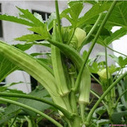 150 Seeds Long Green Okra Seeds Lady Fingers Ochro Gumbo Bhindi Clemson Spineless