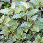 200 Seeds - Chocolate Mint Plant Seeds - Back to The Roots Mint 'Peppermint' Seeds | Mentha piperita f. citrata Chocolate Peppermint or Mentha × piperita 'After Eight' Seeds for Planting