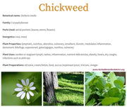 Dried Chickweed tea Herbal tea Stellaria Media Leaf Tea Chickenwort Craches Maruns Winterweed tea 100 Gram