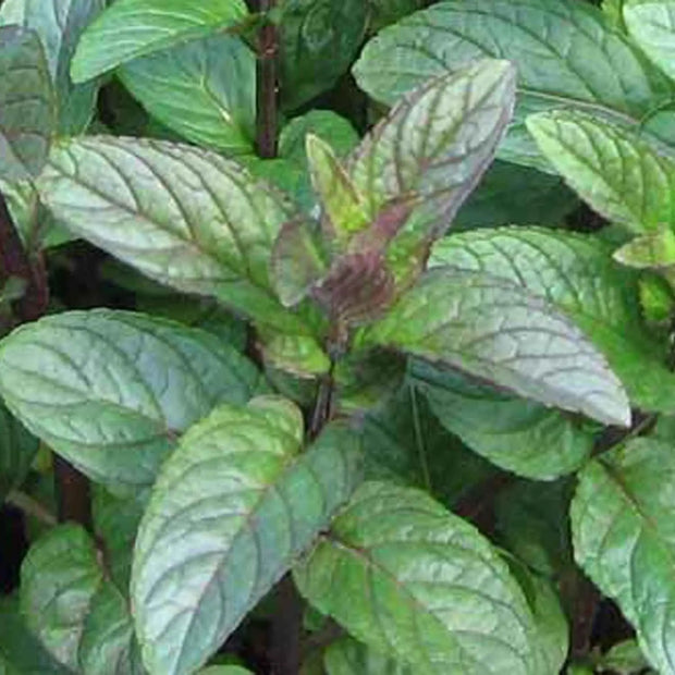 200 Seeds - Chocolate Mint Plant Seeds - Back to The Roots Mint 'Peppermint' Seeds | Mentha piperita f. citrata Chocolate Peppermint or Mentha × piperita 'After Eight' Seeds for Planting The Rike