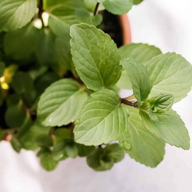 200 Seeds - Chocolate Mint Plant Seeds - Back to The Roots Mint 'Peppermint' Seeds | Mentha piperita f. citrata Chocolate Peppermint or Mentha × piperita 'After Eight' Seeds for Planting