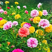 The Rike 6000 Seeds Mixed Color Moss-Rose Purslane Double Flower for Planting Portulaca Grandiflora Rose Moss Eleven o'clock Mexican Sun Rose, Rock Heat HOA muoi gio, Orange,Rose,White - The Rike Inc